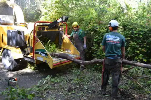 tree services Palm Valley